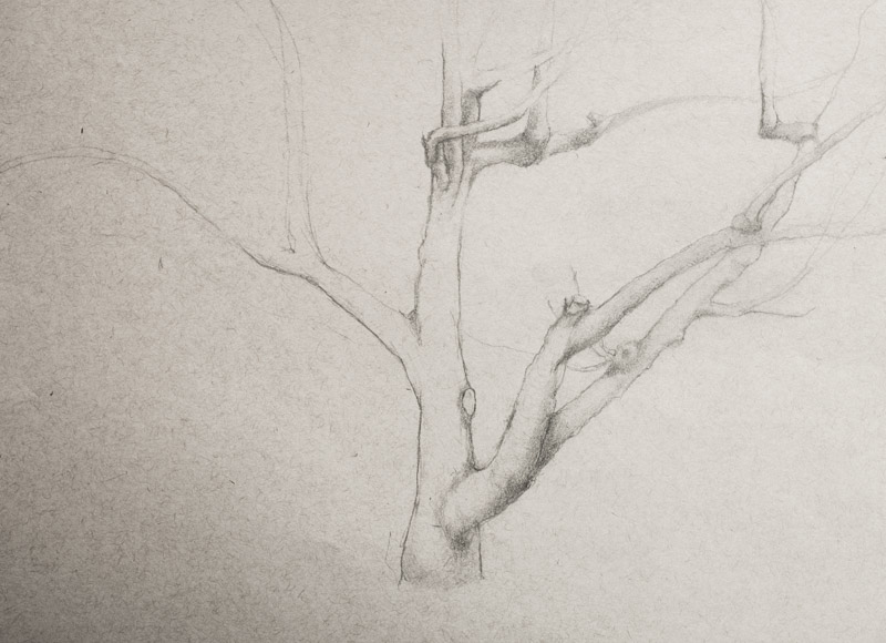 Linda Leslie, Drawings, 2015-7, Tree, graphite-paper