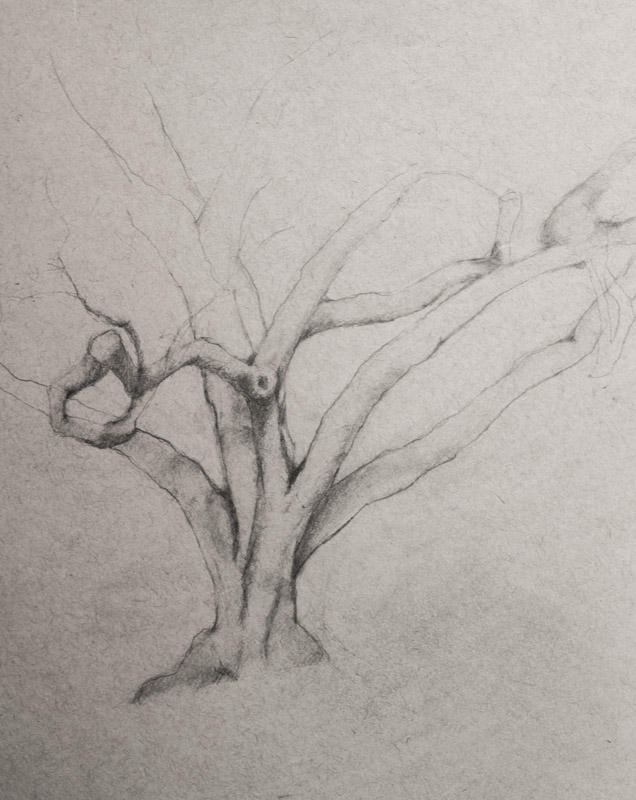 Linda Leslie, Drawings, 2015-8, Tree, graphite-paper