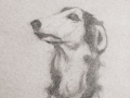 Linda Leslie, Drawings, 2015-6, Dog (Sally), graphite-paper