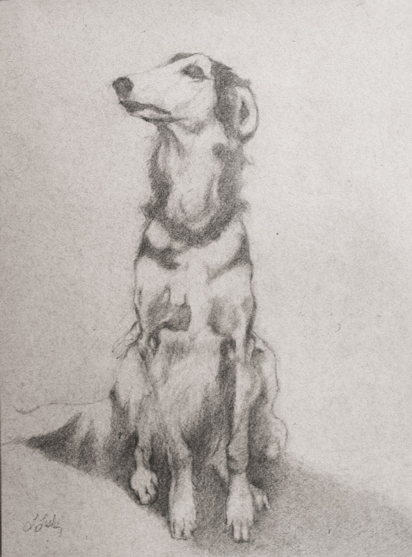 Linda Leslie, Drawings, 2015-6, Dog (Sally), graphite-paper