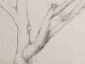 Linda Leslie, Drawings, 2015-7, Tree, graphite-paper