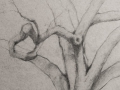 Linda Leslie, Drawings, 2015-8, Tree, graphite-paper